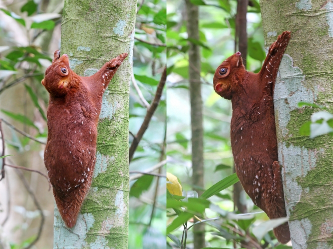 (Catch of the day : Colugo)