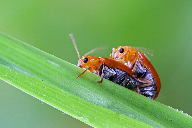 (Mating Leaf Beetles)
