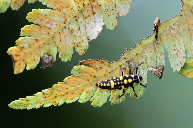 (Ladybird larvae)