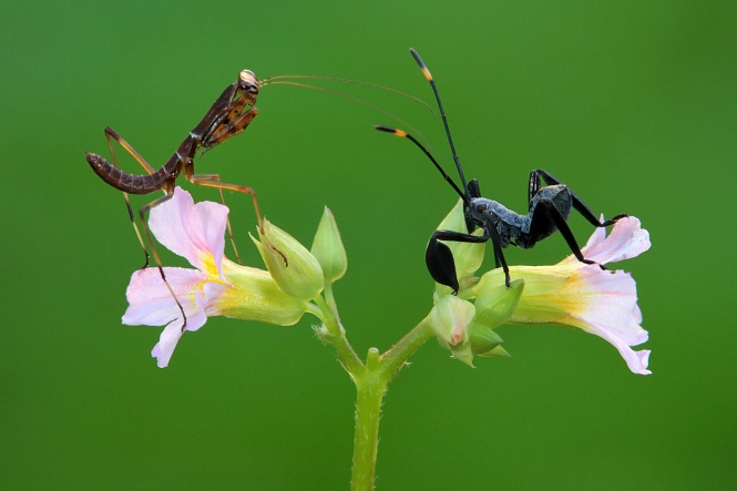 (Confrontation between praying mantis and leaf-footed bug)